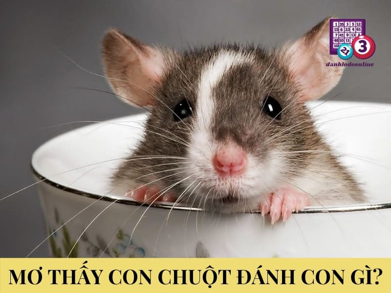 Giải mã giấc mơ nhìn thấy chuột | Nằm mơ thấy chuột đánh con gì?