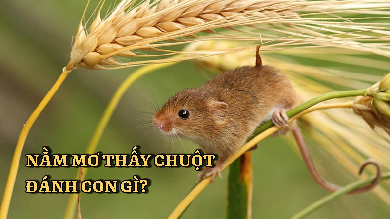Mơ thấy chuột đánh con gì thì trúng lớn ?