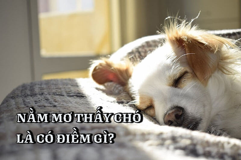 Nằm mơ thấy chó điềm tốt hay điềm xấu? Đánh con gì